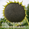 吃豆米x歸記 葵花子 (原味/焦糖) 3包組