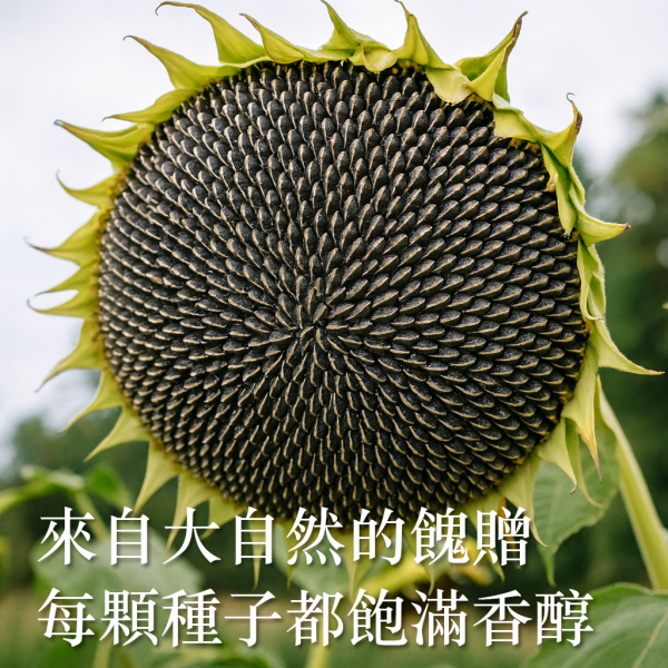 吃豆米x歸記 葵花子 (原味/焦糖) 3包組